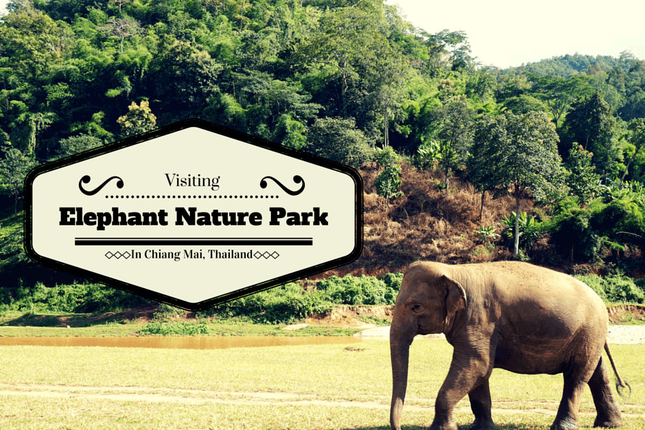 Mezza giornata all' Elephant Nature Park,