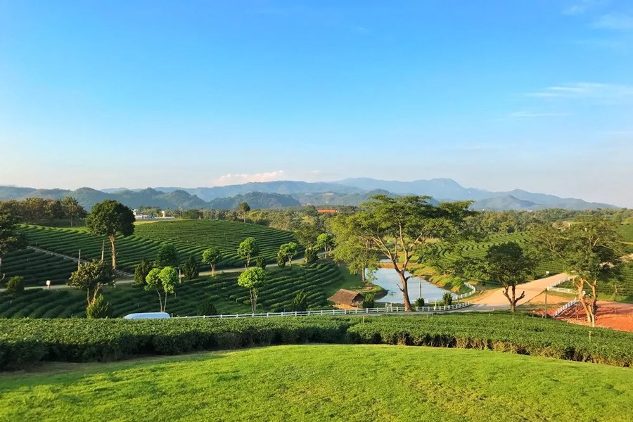 piantagione di tè di Choui Fong in questo bellissimo tour della Thailandia