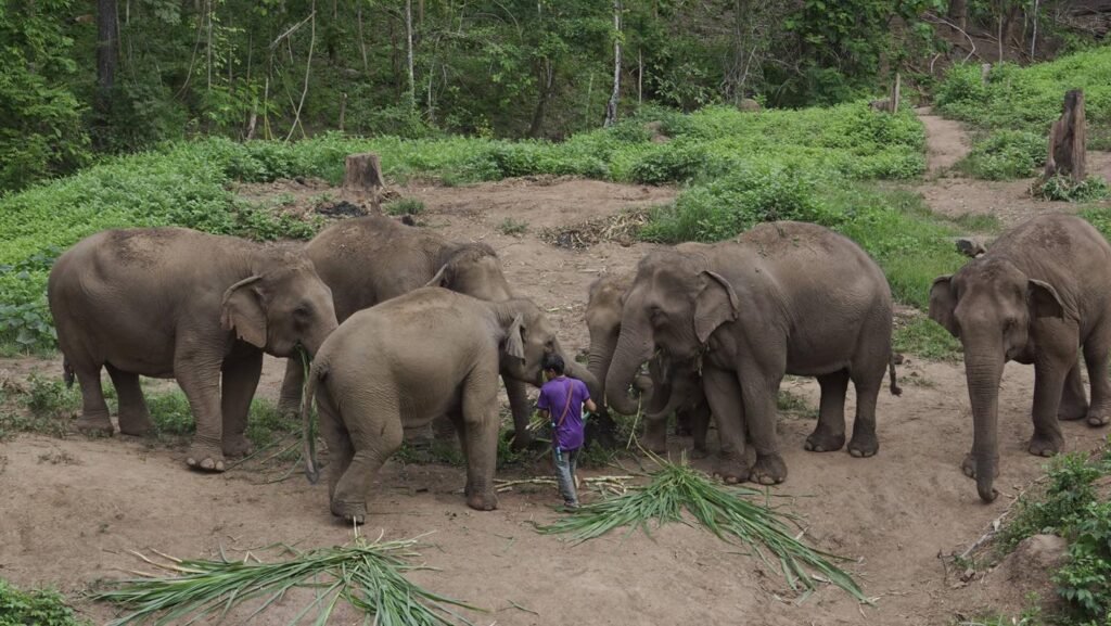 The Best Elephant Sanctuary in Chiang Mai