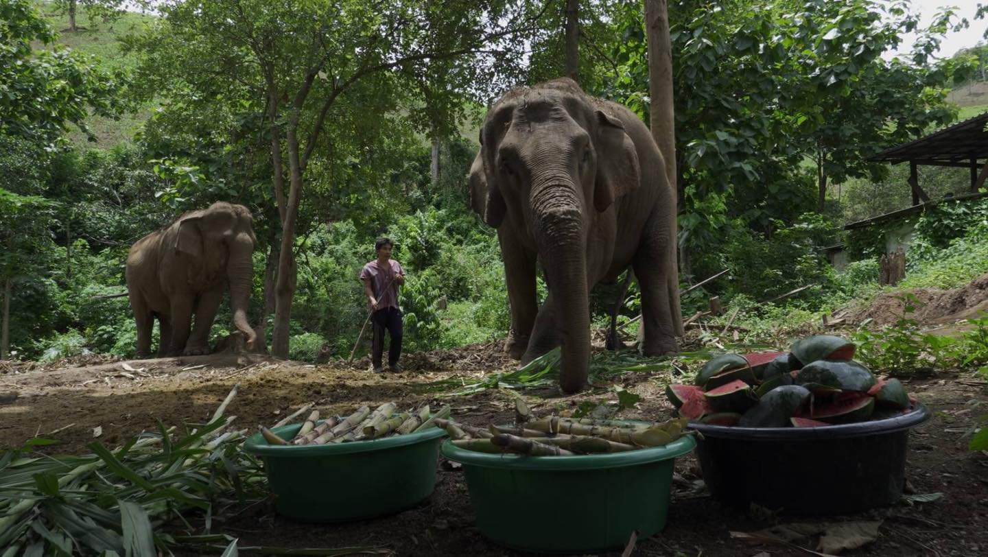 Elefanti nel loro Santuario, nel tour Doi Inthanon Elefanti e Trekking