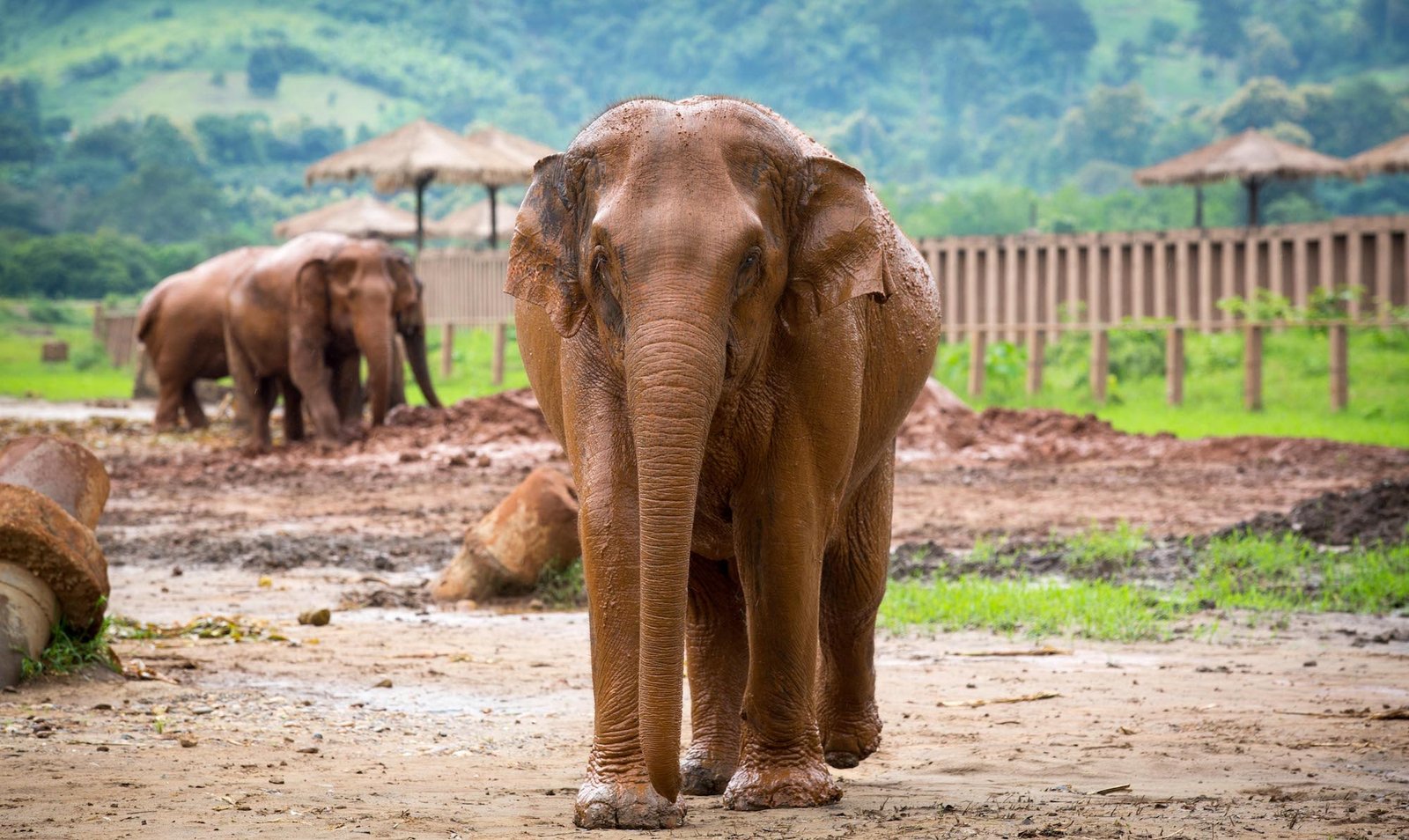 Splendido esemplare di elefante