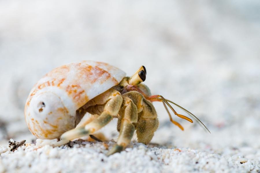 E' una delle gemme naturali della Thailandia, il parco marino di Tarutao, cui Koh Lipe fa parte