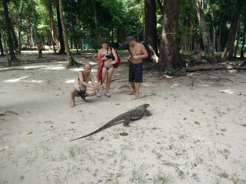 animali in spiaggia