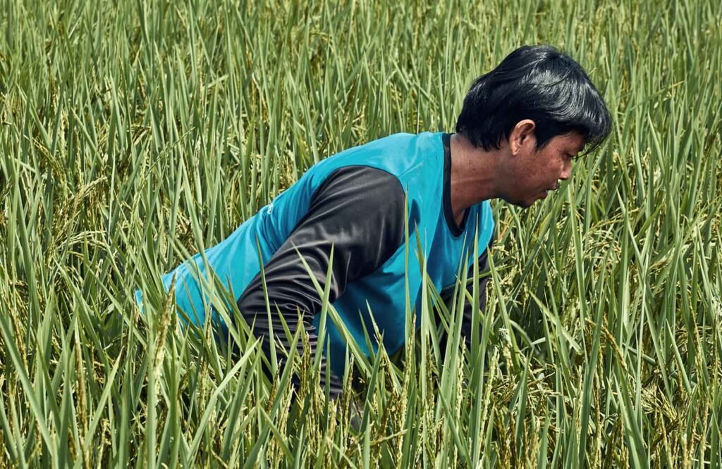 uomo thai al lavoro nei campi di riso
