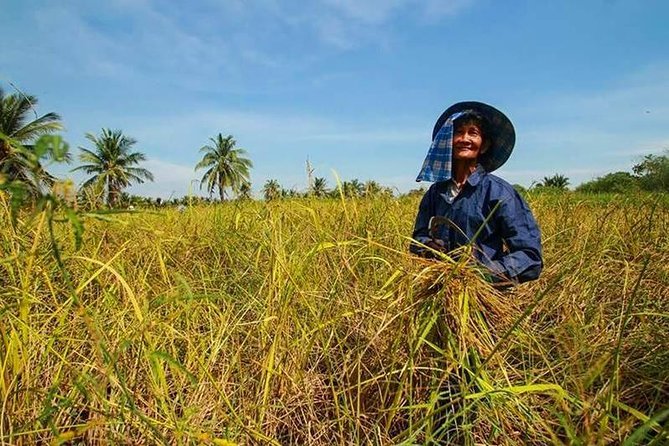 donna thai nel campo di riso