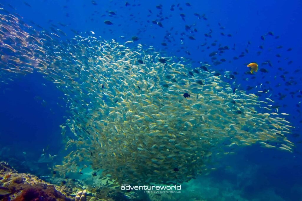 snorkeling