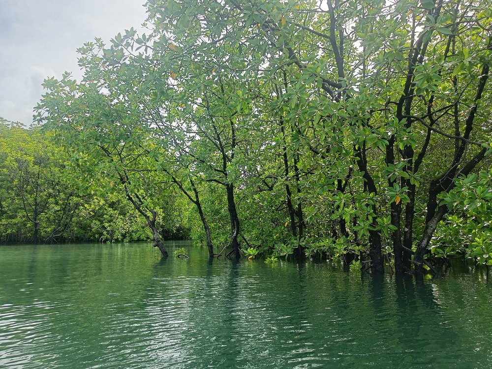 mangrovie