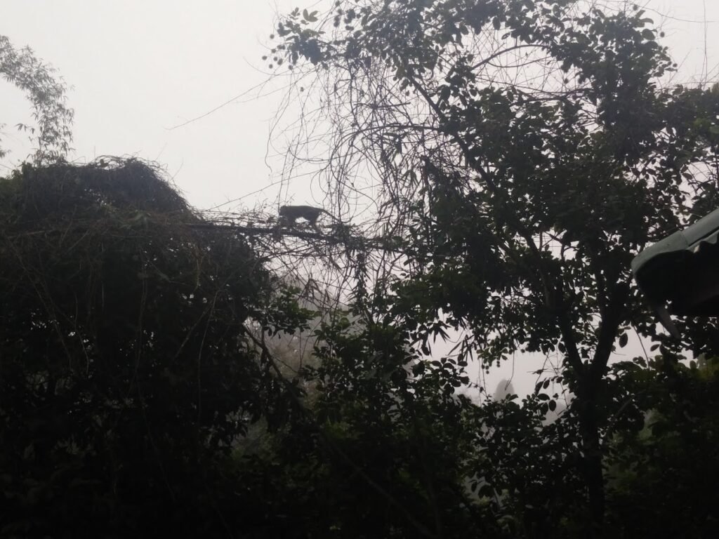 macaco