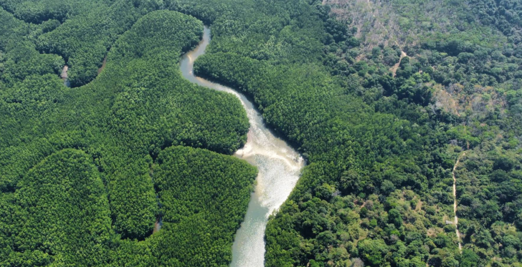 Il grande verde di Koh Phayam