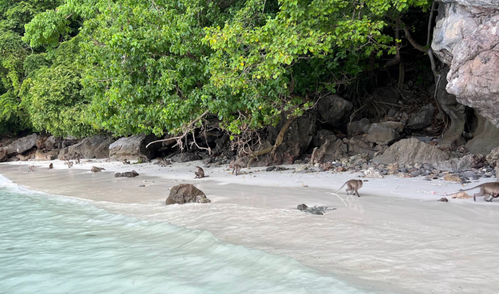 Monkey Beach Phi Phi Don