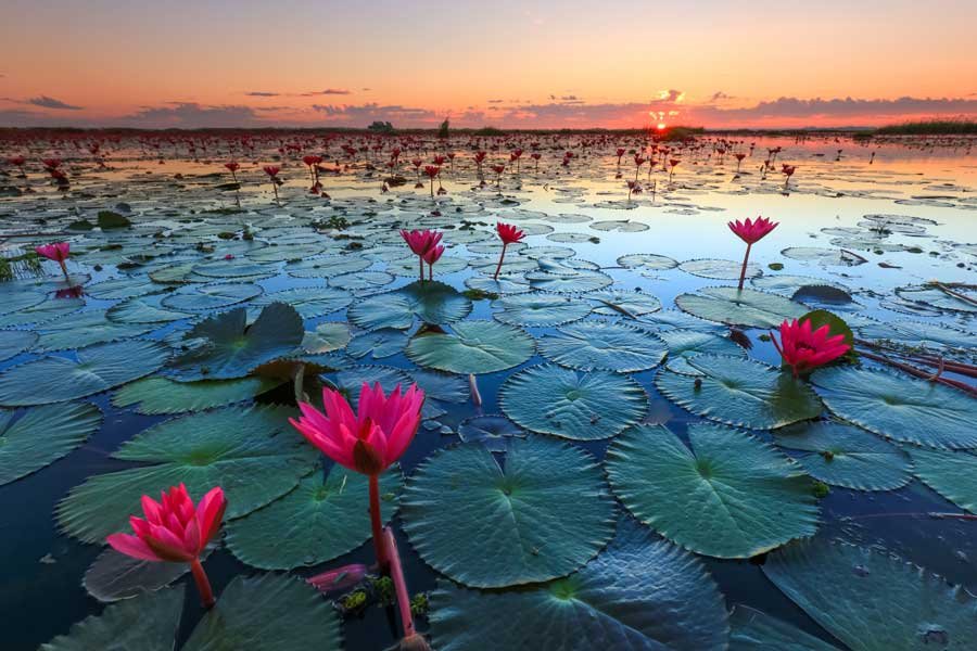 Parco delle Ninfee di Udon Thani