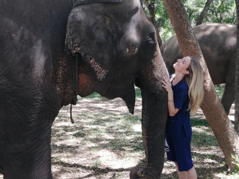 elefanti al Baan Chang Elephant Park