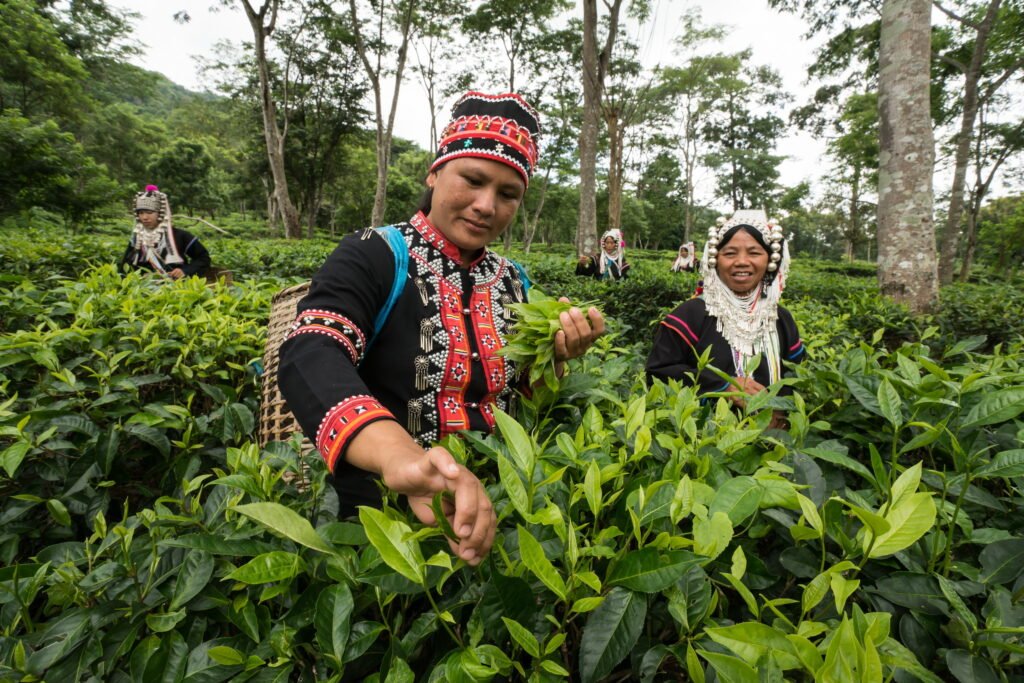 Tour di gruppo da Chiang Rai