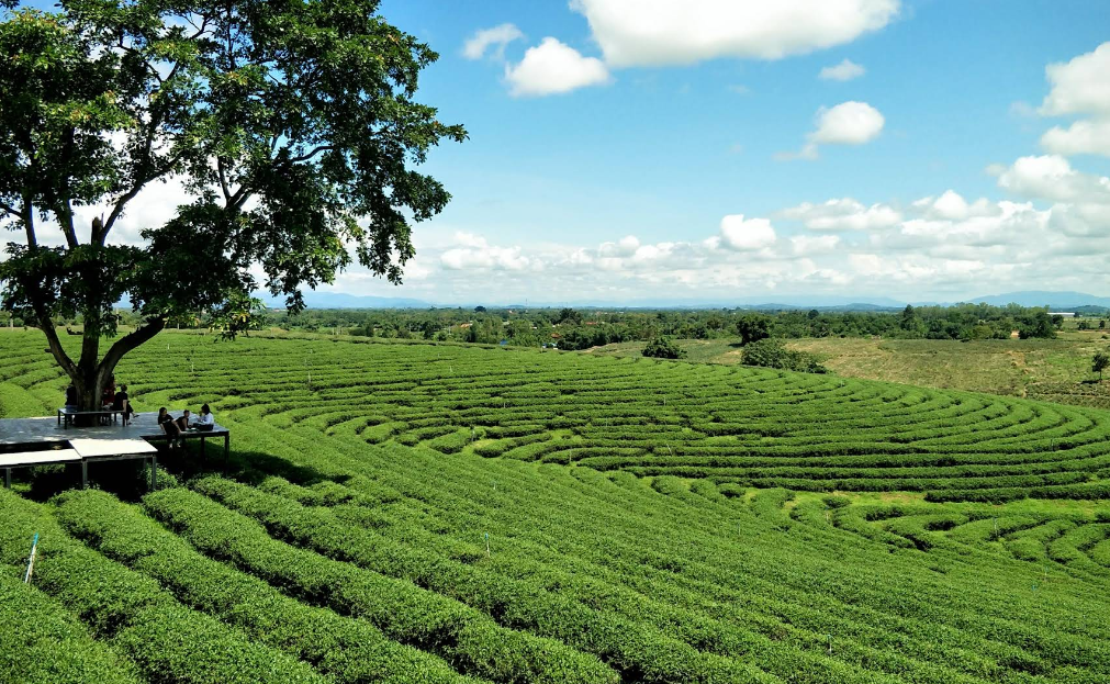 Tour privato chiang rai