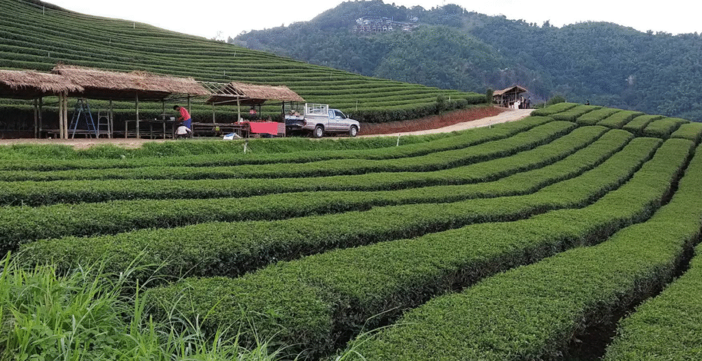 campi di té